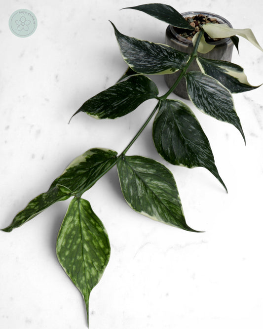 Hoya polyneura 'Jasminka'