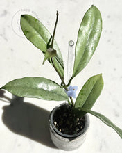 Load image into Gallery viewer, Hoya griffithii (silver clone) ✨ Grower’s Choice cutting 🌱
