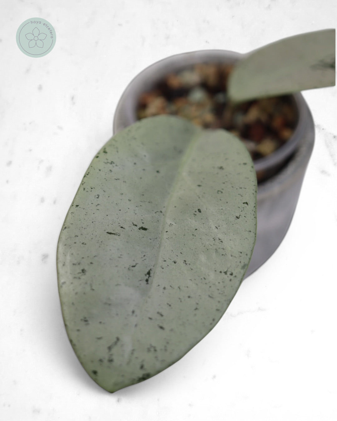 Hoya 'Stardust' (silver)