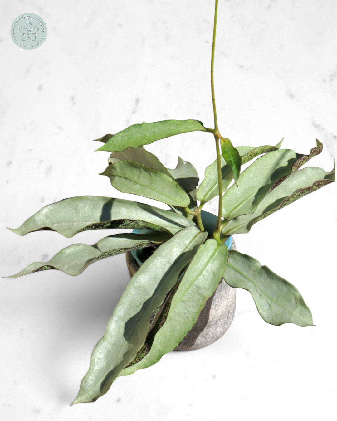 Hoya mitrata (sp. Buntok silver AH clone)