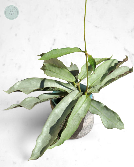 Hoya mitrata (sp. Buntok silver AH clone)