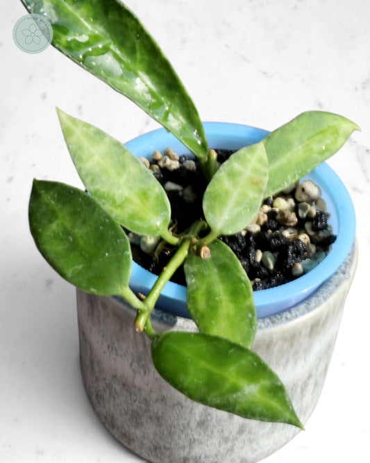 Hoya lacunosa (Peridot)