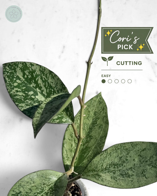 Hoya patcharawalai (splash/silver)