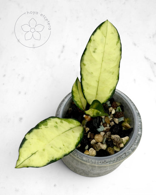 Hoya crassipetiolata (variegated)