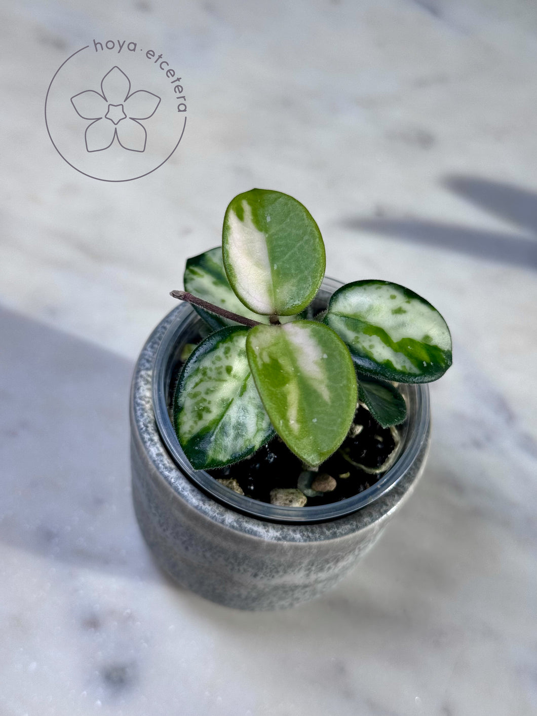 Hoya 'Mathilde' (inner variegated)