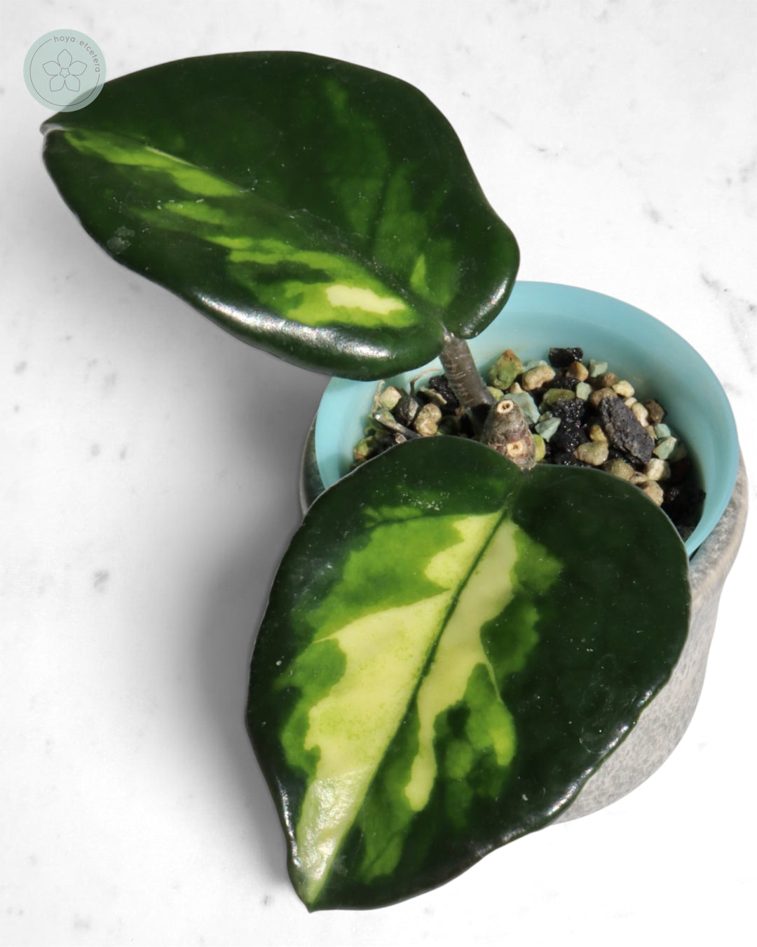 Hoya 'Momo'