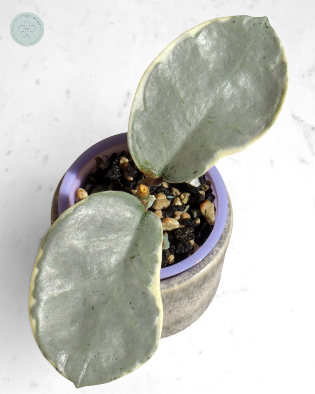 Hoya carnosa 'Argentea Picta'