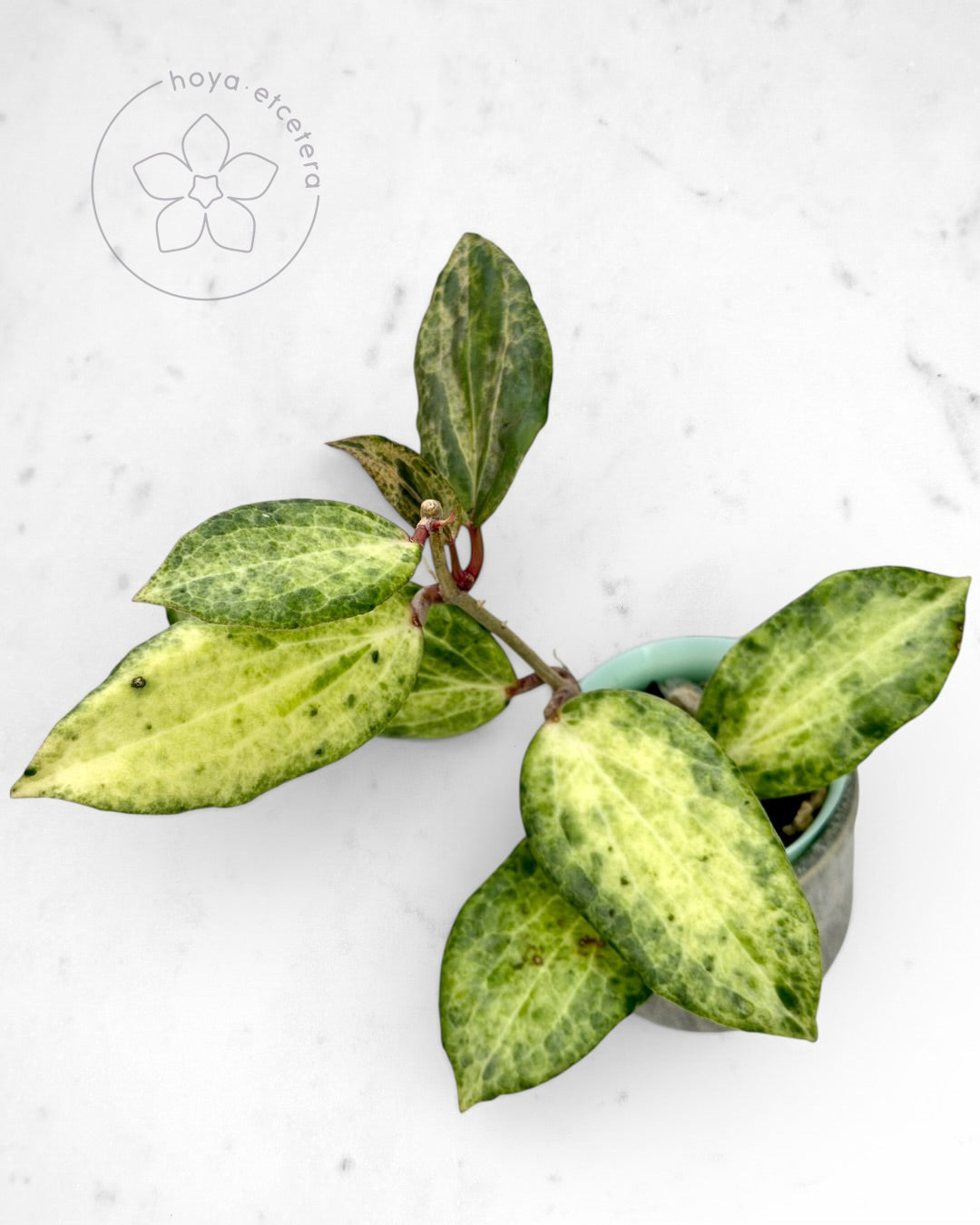 Hoya 'Crocodile'