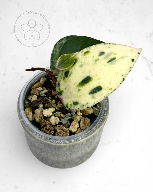 Hoya 'Swiffer’s Nightmare'