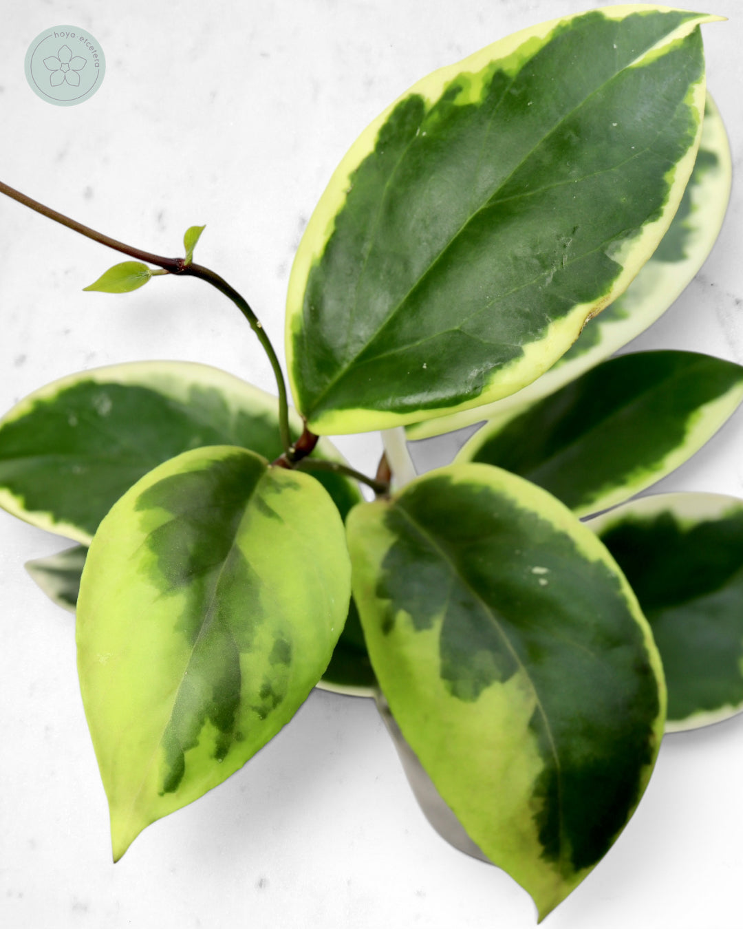 Hoya ilagiorum (albo)