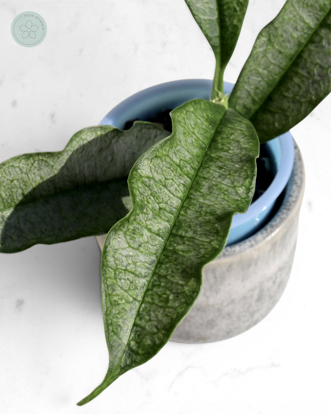 Hoya irisae (silver)