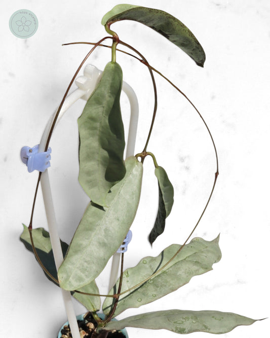 Hoya mitrata (sp. Buntok silver AH clone)