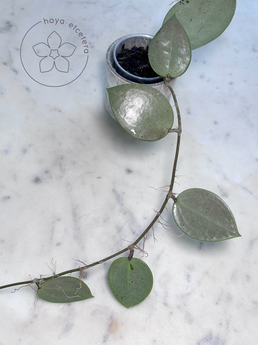 Hoya verticillata (silver heart)