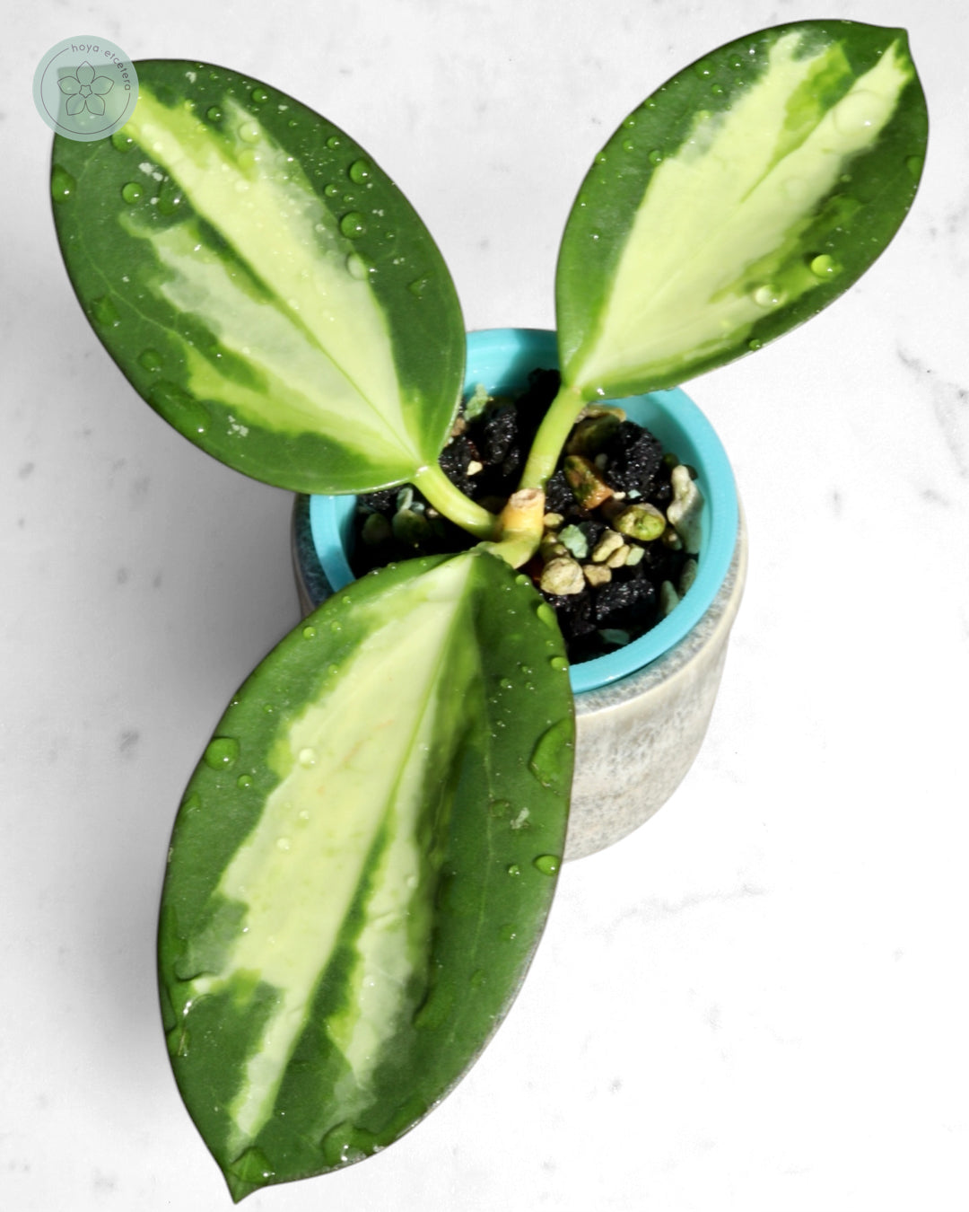 Hoya para (variegated)
