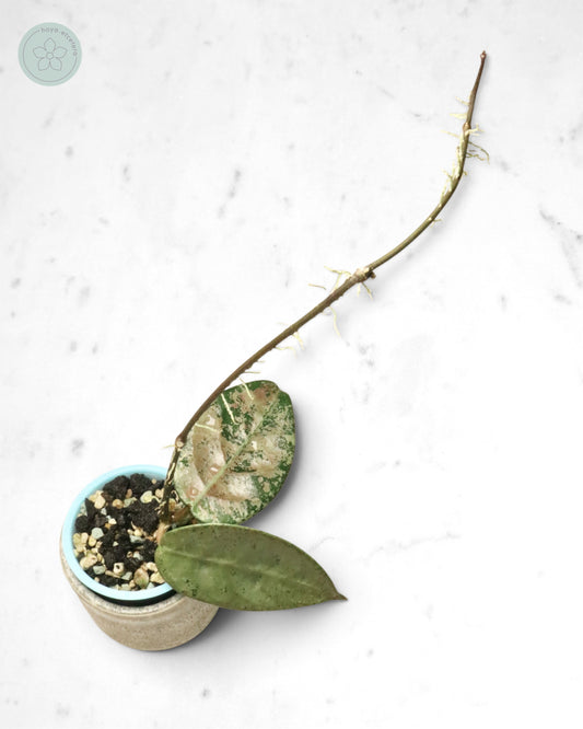 Hoya sp. Lai Chau (silver)