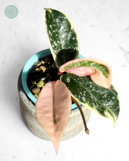 Hoya 'Krimson Queen' (splash)