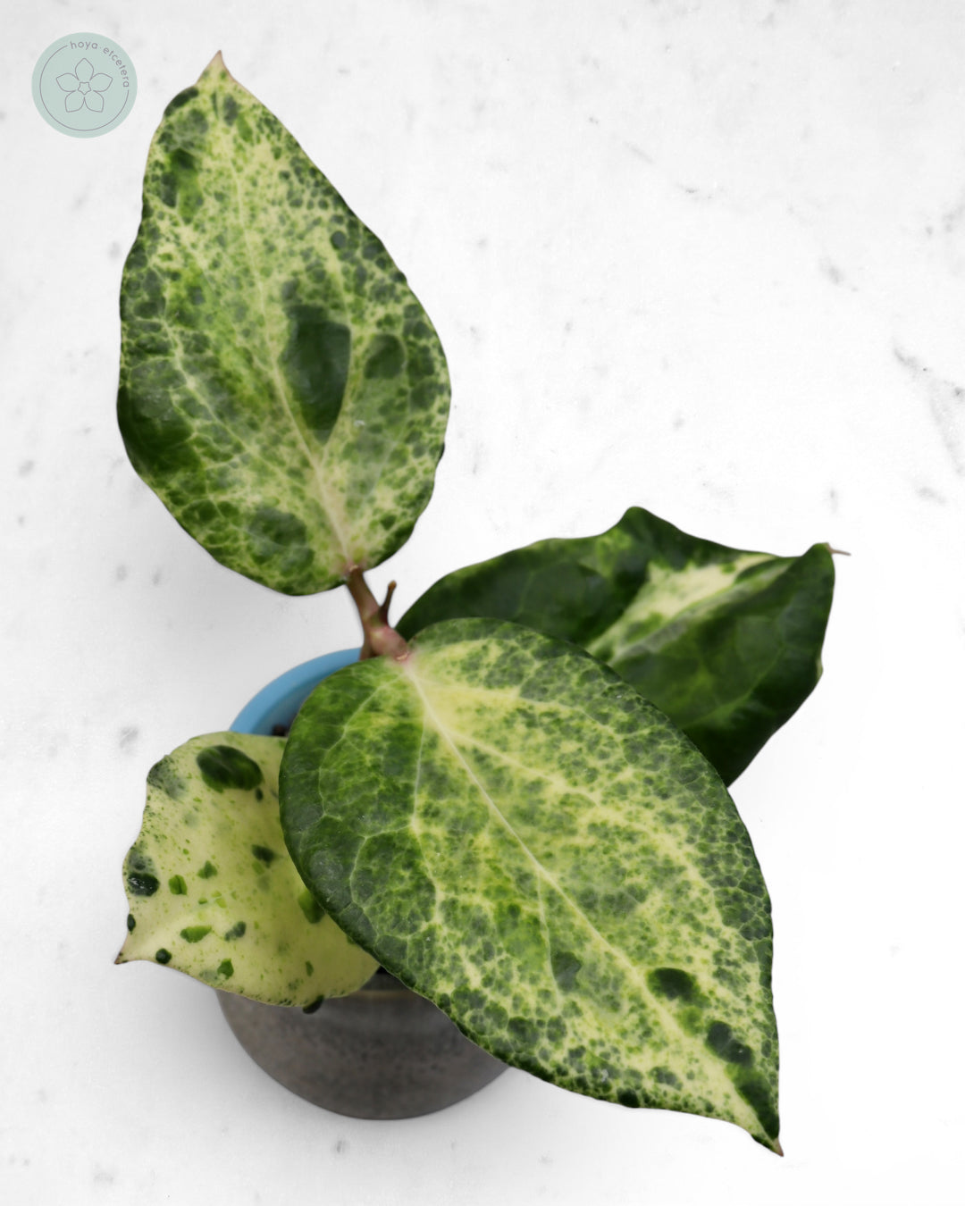 Hoya 'Candy' 🌱 top cutting