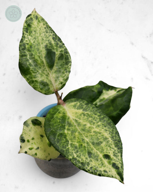 Hoya 'Candy' 🌱 top cutting