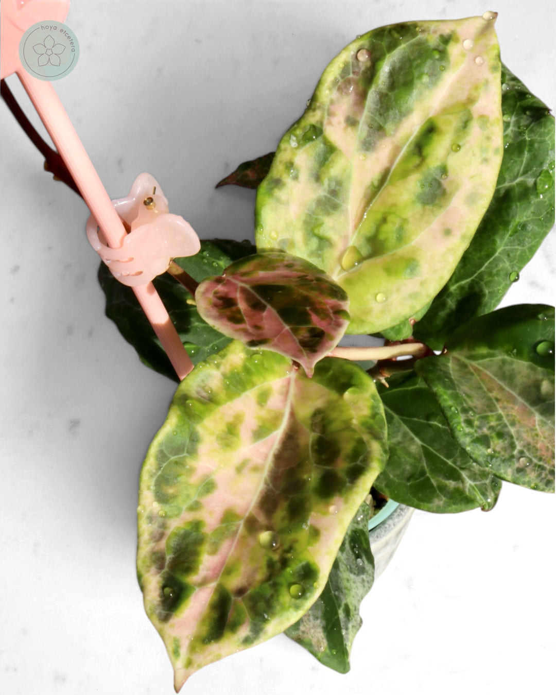Hoya 'Candy'