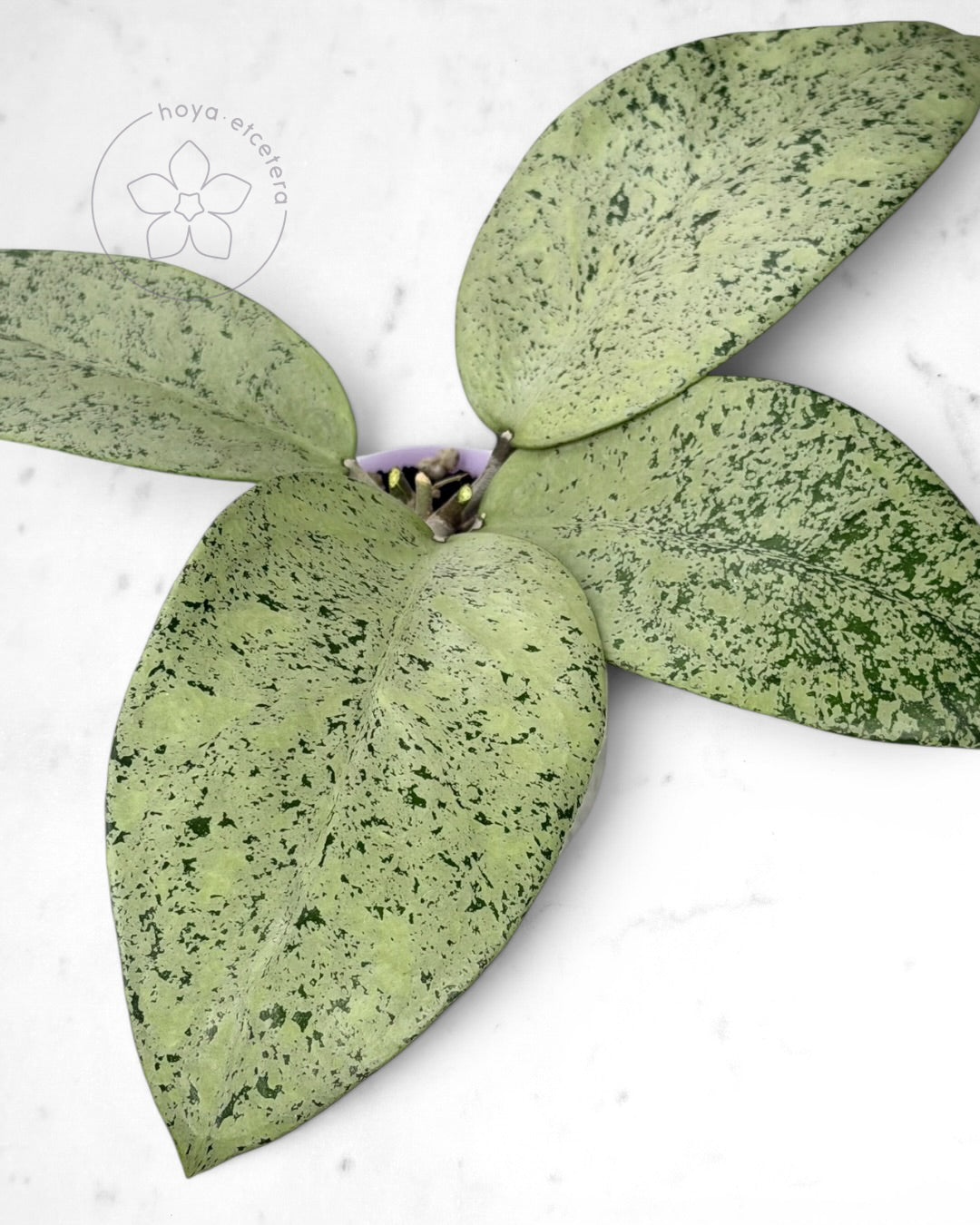 Hoya sp. Ponorogo (silver)