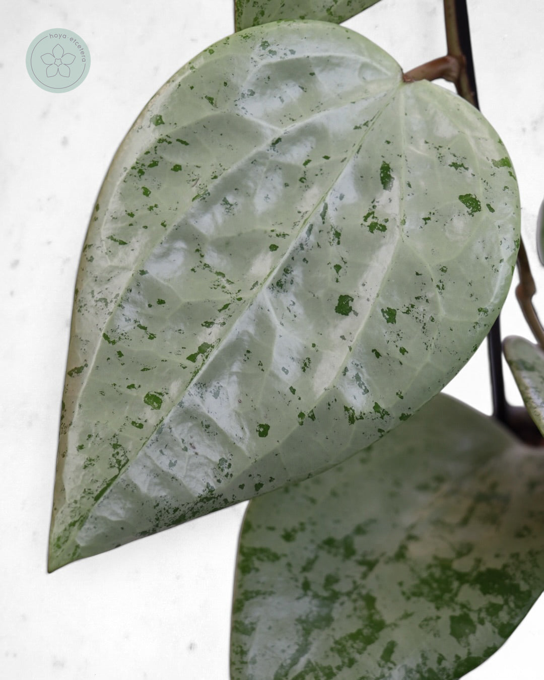 Hoya glabra 'Gin' (silver)