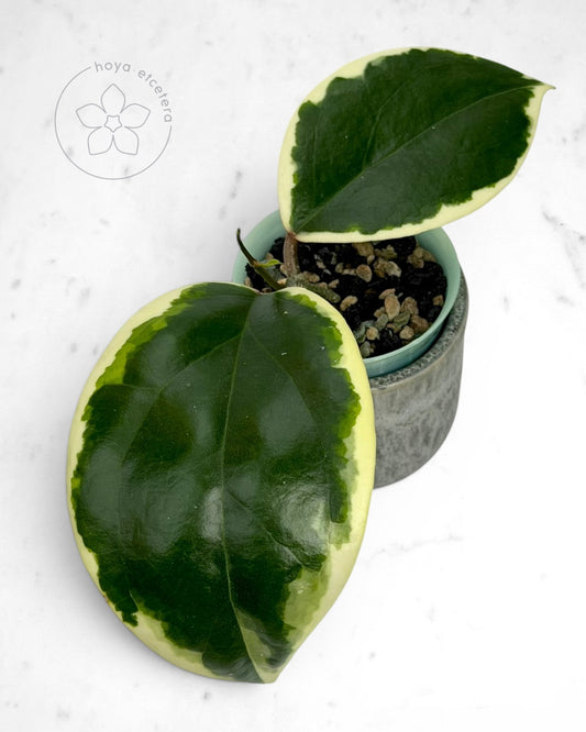 Hoya ilagiorum (albo)