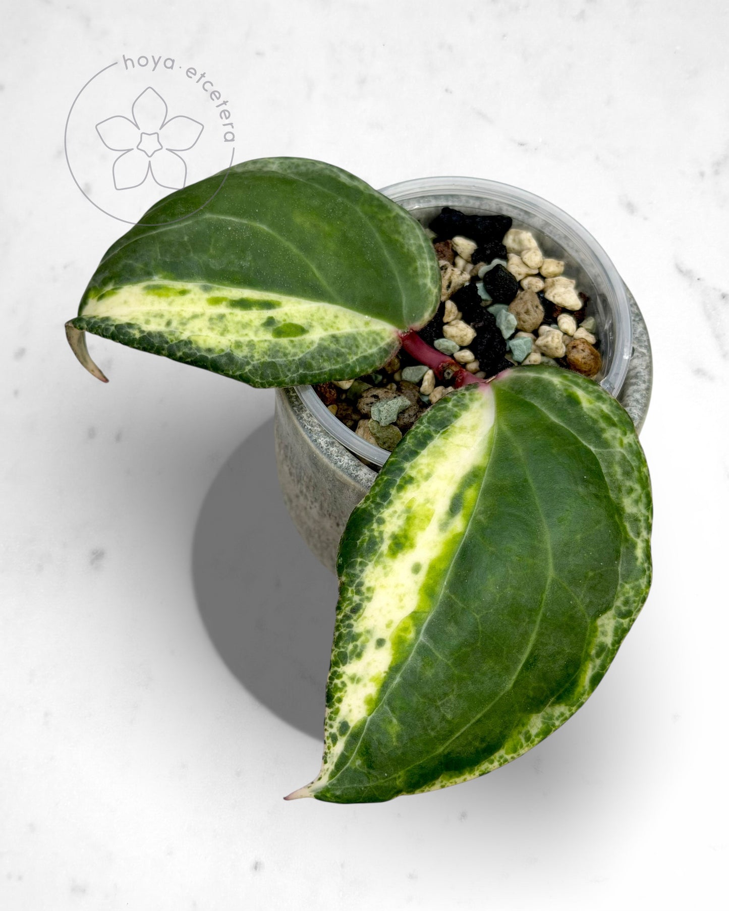 Hoya 'Swiffer’s Nightmare'