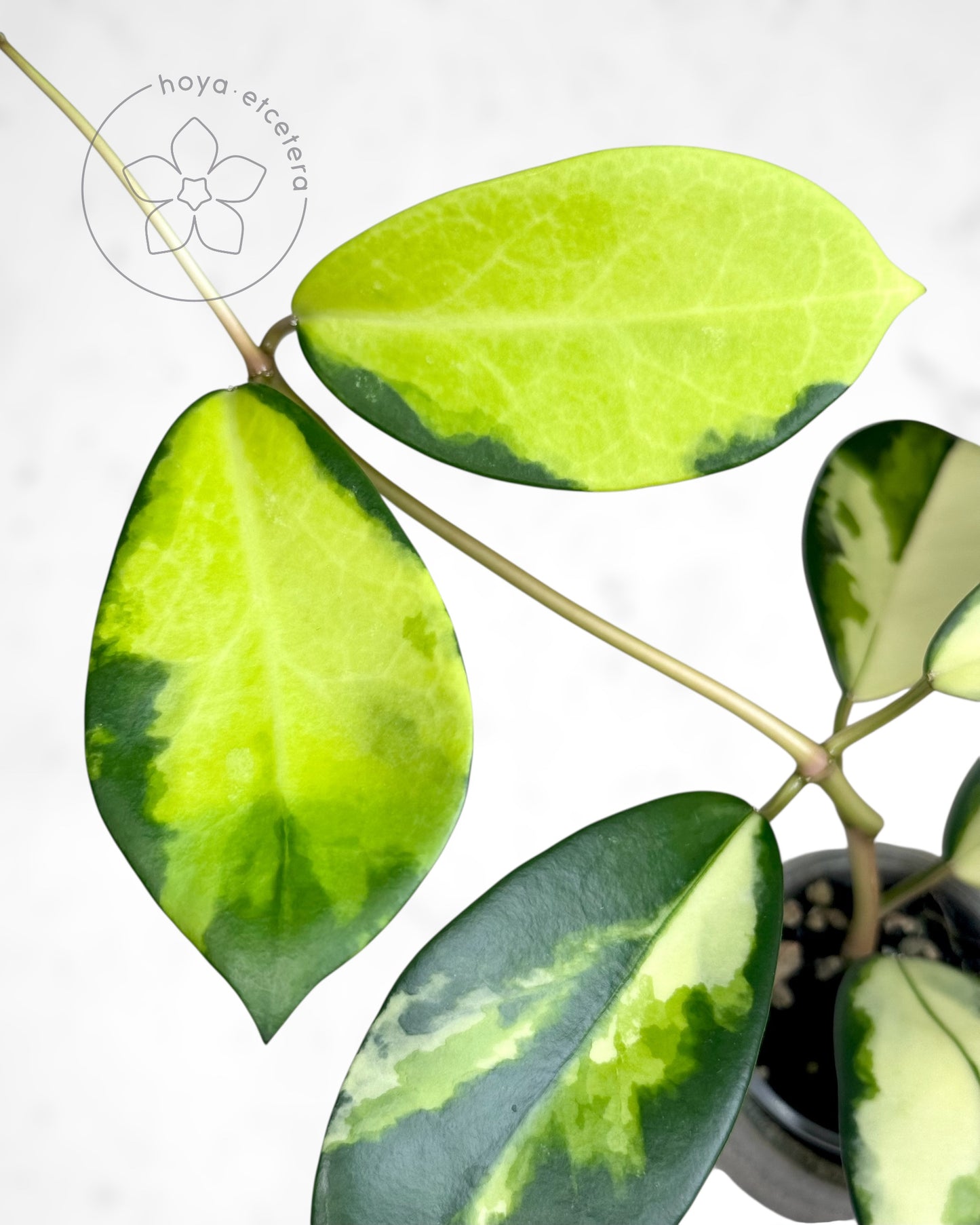 FREE DEWATA cutting on $500+ orders (code FREE500)