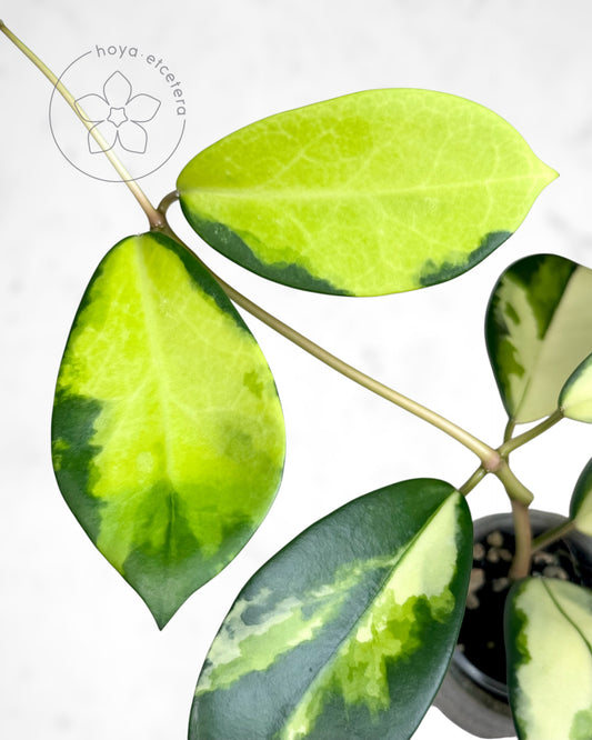 FREE DEWATA cutting on $500+ orders (code FREE500)