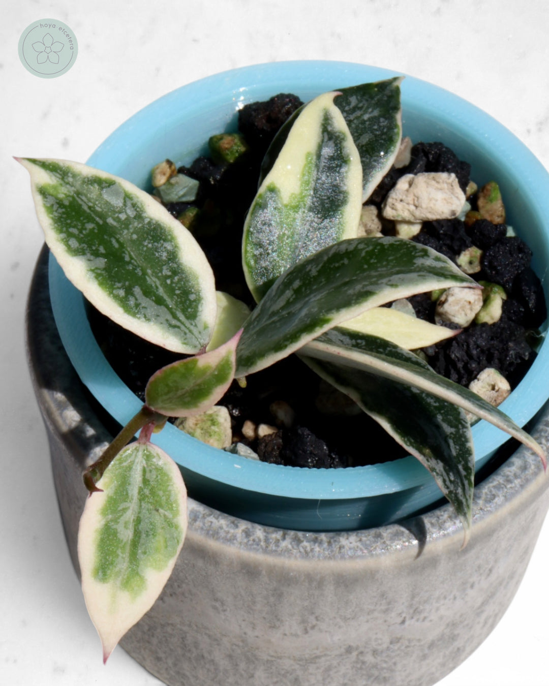 Hoya lacunosa 'Lumina'