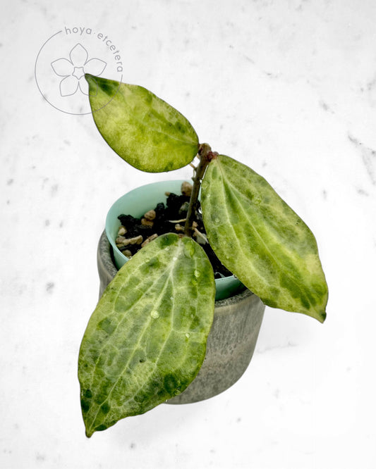 Hoya 'Crocodile'