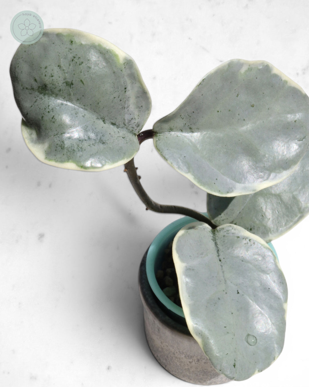Hoya carnosa 'Argentea Picta' 🌱 cutting