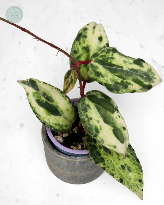 Hoya 'Swiffer’s Nightmare' 🌱 cutting