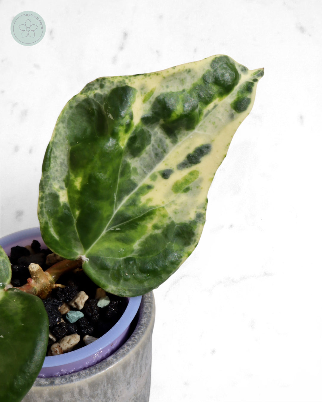 Hoya 'Candy'
