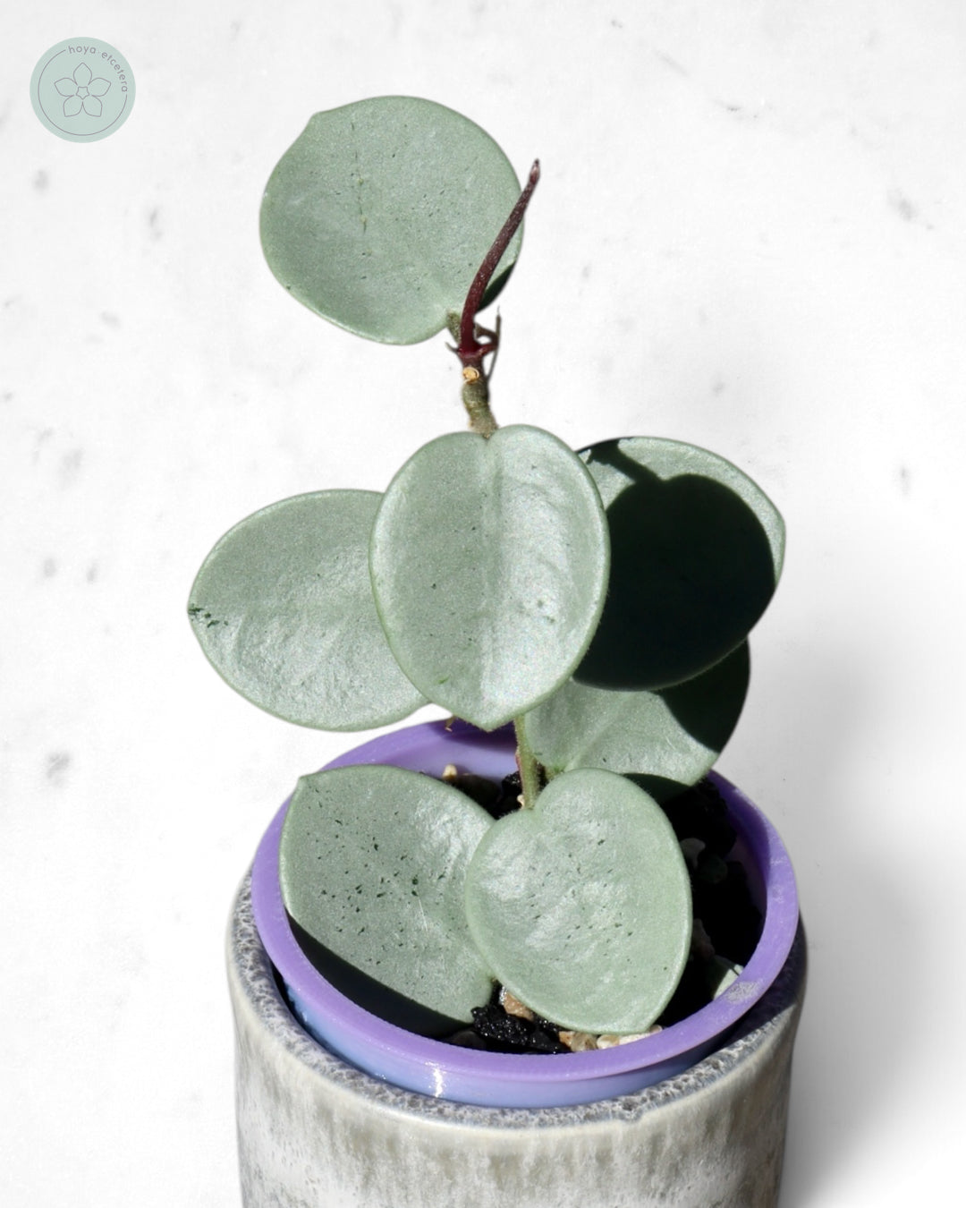 Hoya 'Grey Fairy'
