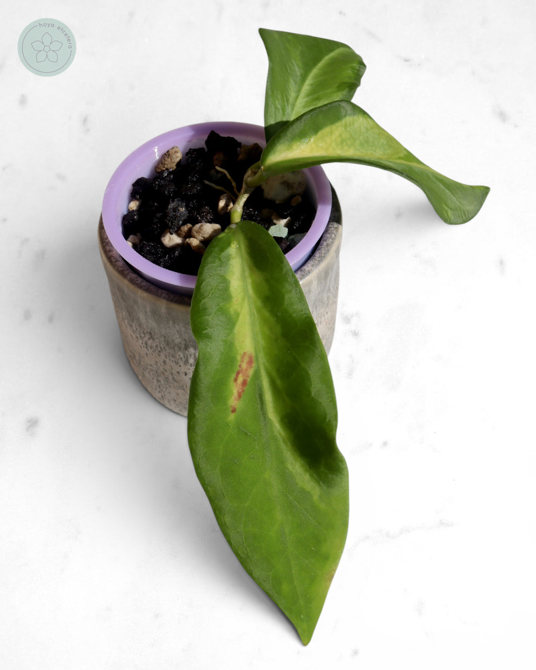 Hoya pimenteliana (variegated)