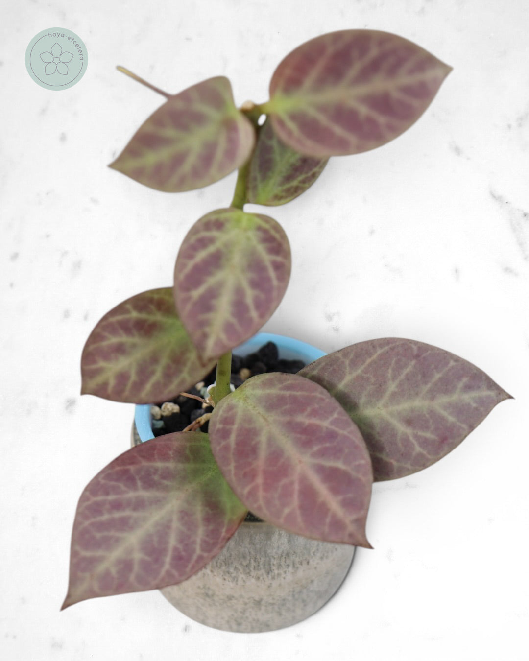 Hoya obscura 'Cryptic Chrome' CML-09-21-A