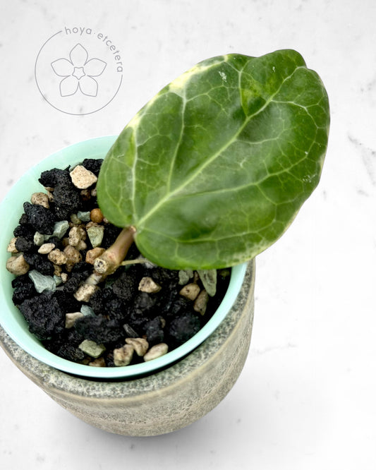Hoya 'Candy'