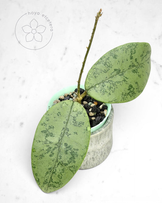 Hoya sp. Gunung Gading (Borneo silver)