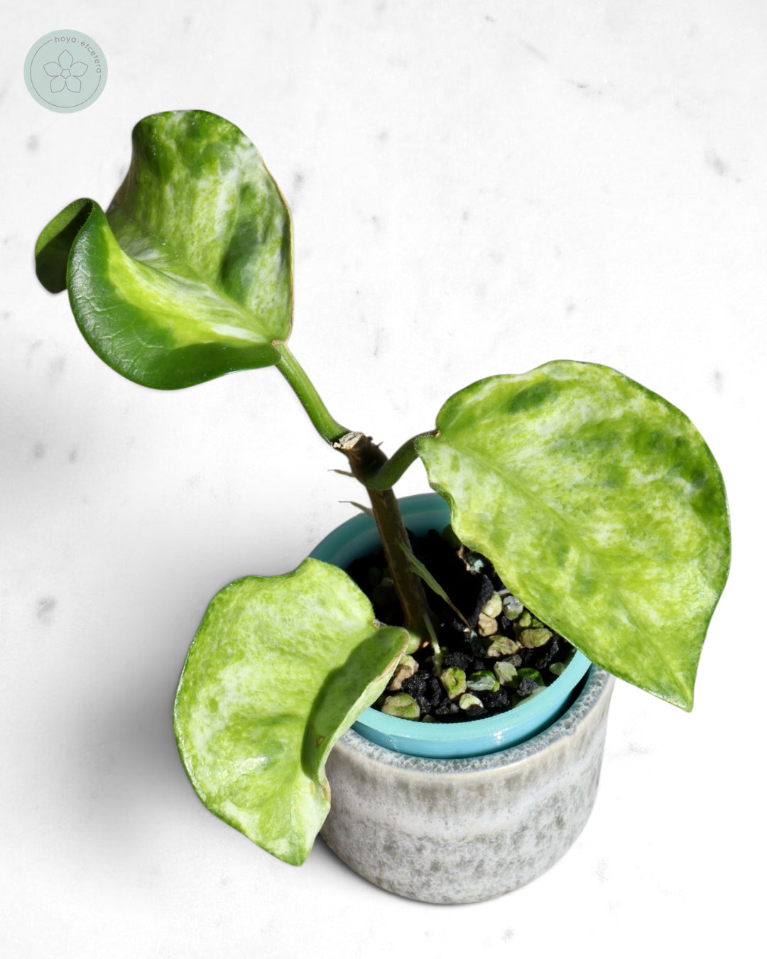 Hoya australis (peridot)