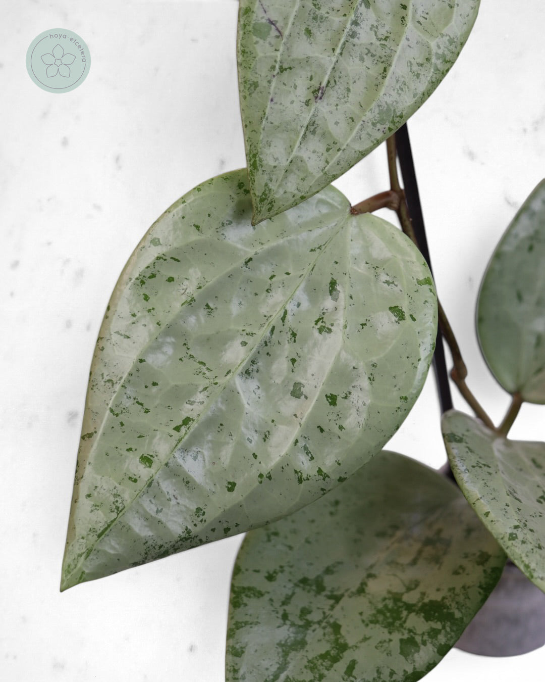 Hoya glabra 'Gin' (silver)