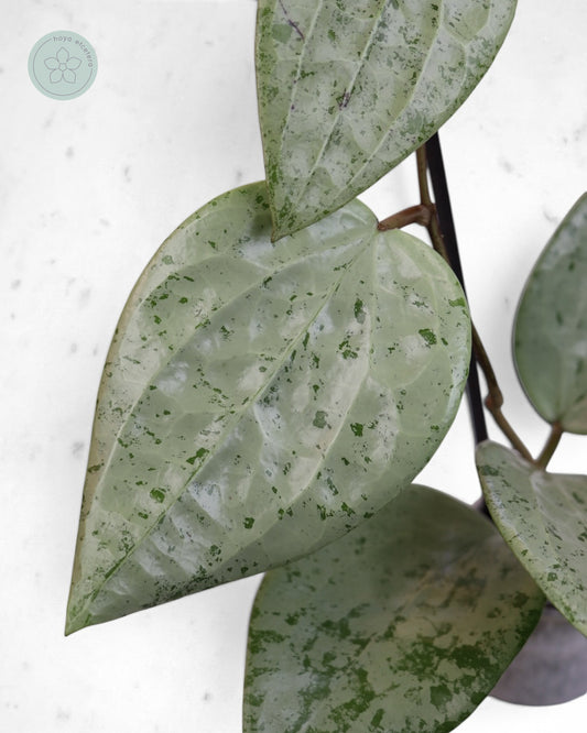 Hoya glabra 'Gin' (silver)