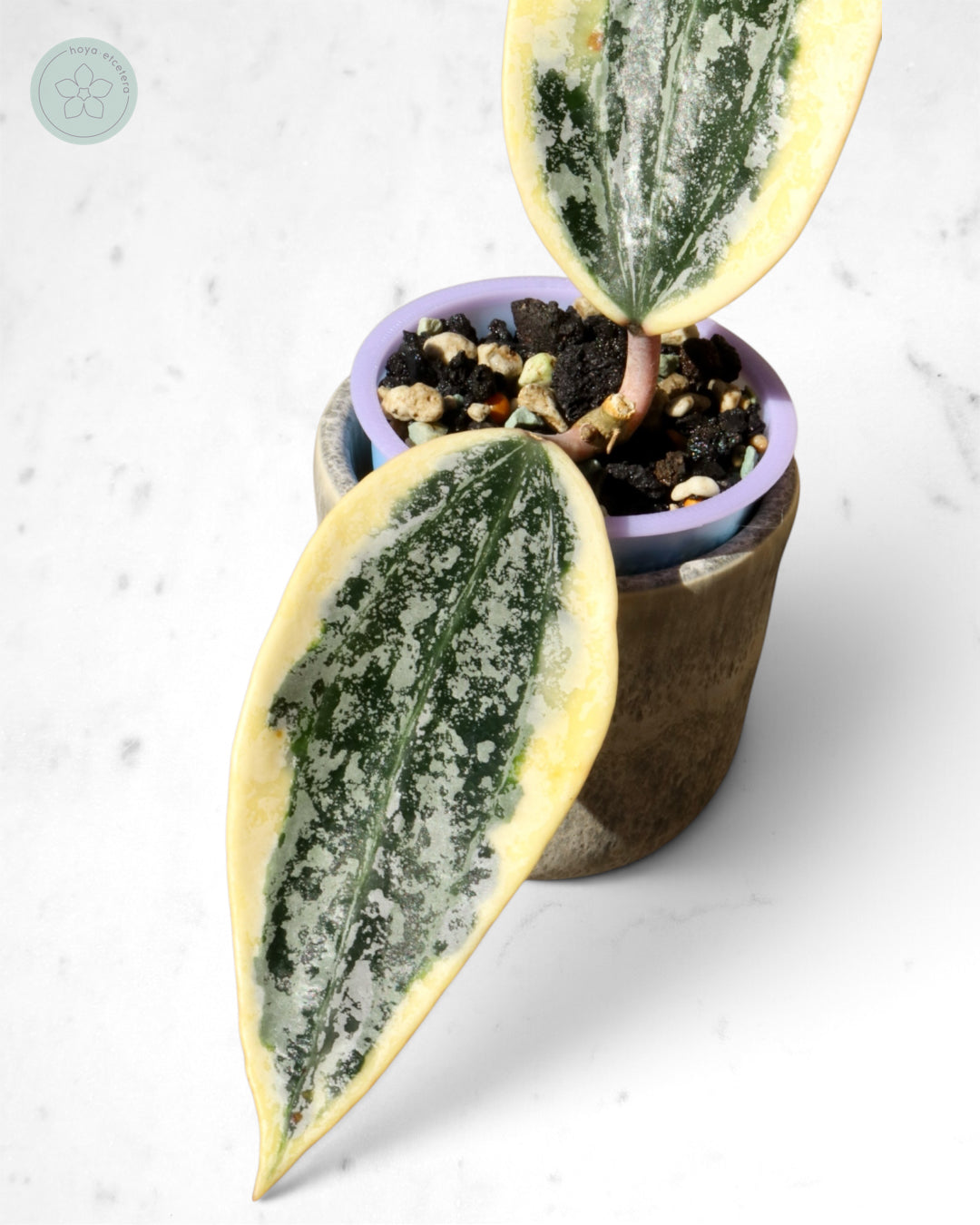 Hoya sp. Rangsan (albo splash)