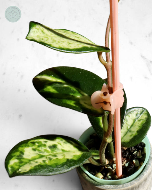 Hoya carnosa 'Madara' (Green Edge)