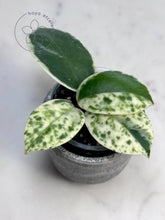 Charger l&#39;image dans la galerie, Hoya carnosa &#39;Madara&#39; (Snow Angel) TOP 2 nodes
