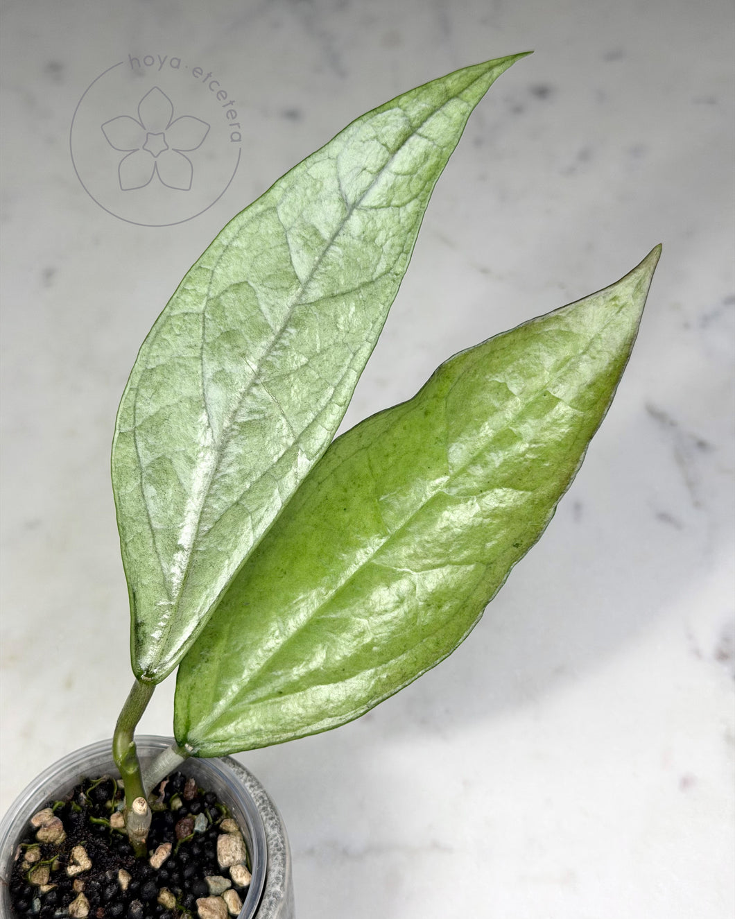 Hoya sp. Germany (silver)