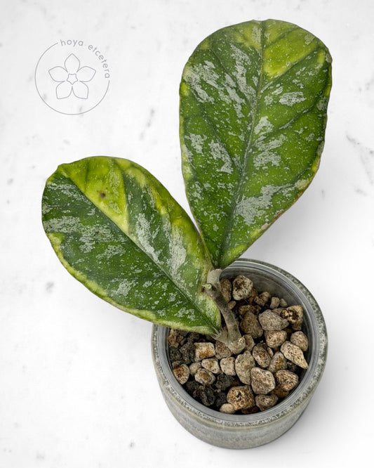Hoya AH0001 (albo)