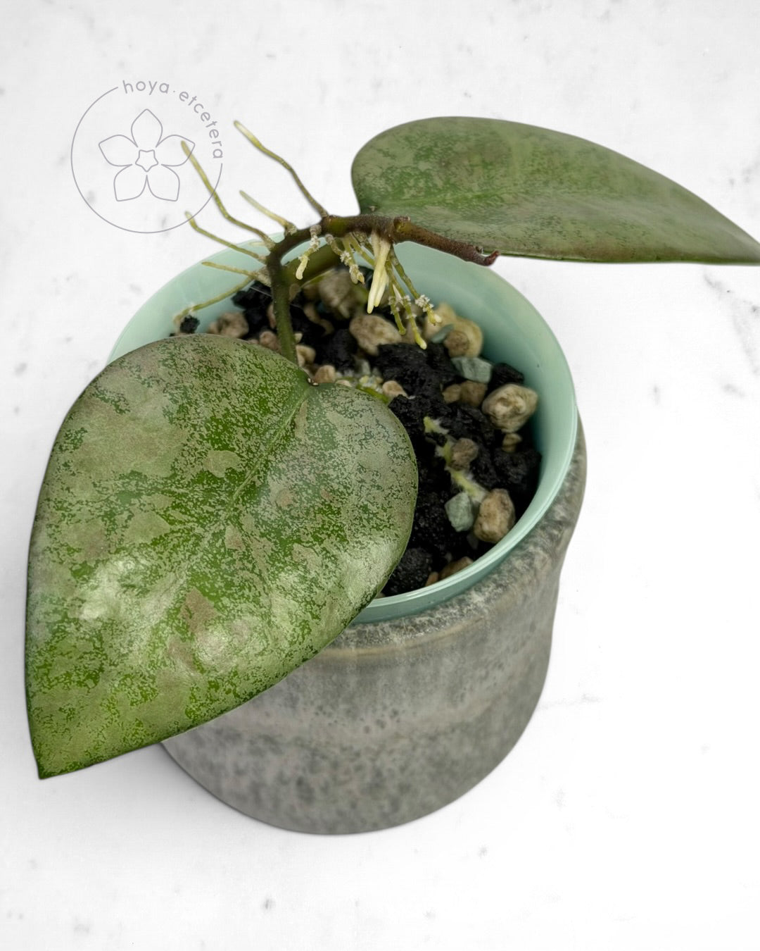 Hoya 'Cori' (splash/silver)