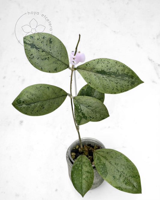 Hoya sp. Kalbar (silver)