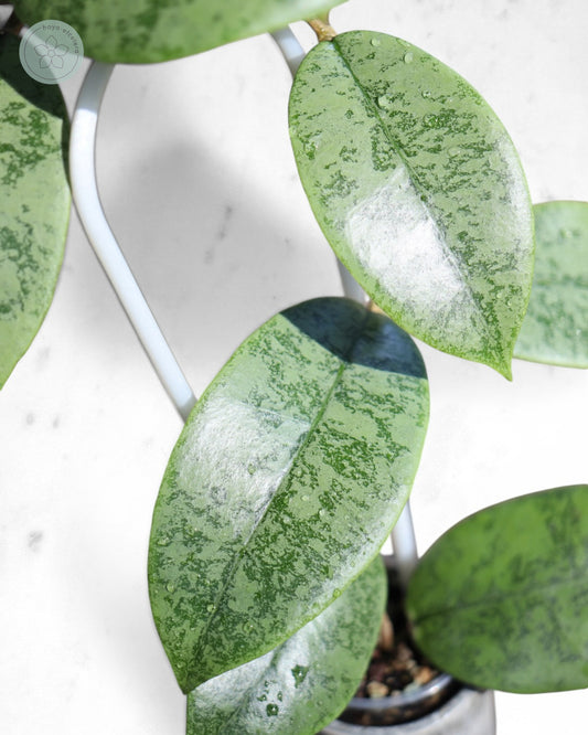 Hoya sp. Gunung Gading (Borneo silver)
